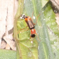 Cerapheles terminatus