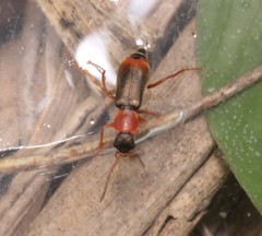 Cerapheles terminatus