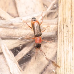 Cerapheles terminatus