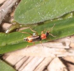Cerapheles terminatus