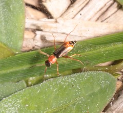 Cerapheles terminatus