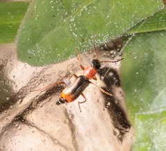Cerapheles terminatus