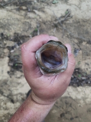 Micropterus warriorensis