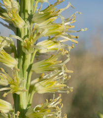 Thelypodium crispum