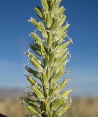 Thelypodium crispum