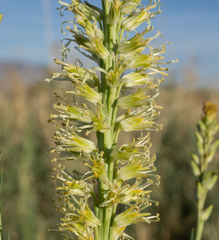 Thelypodium crispum