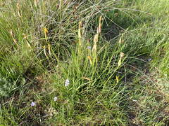 Pseudopodospermum strictum