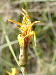 Pseudopodospermum strictum