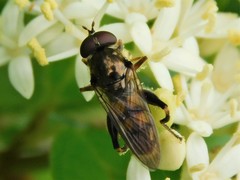 Chalcosyrphus metallicus