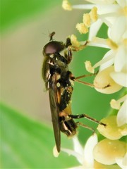 Chalcosyrphus metallicus