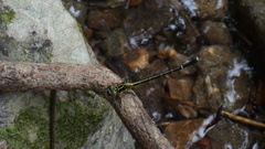 Leptogomphus sauteri formosanus