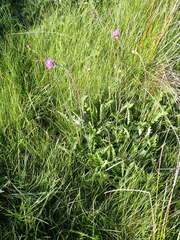 Cirsium tuberosum