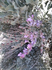 Limoniastrum monopetalum