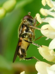 Chalcosyrphus metallicus