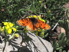 Melitaea acentria