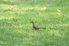 Toxostoma curvirostre
