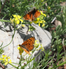 Melitaea acentria