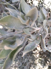 Limoniastrum monopetalum