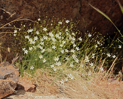 Eremogone ferrisiae