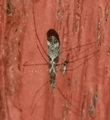 Empicoris culiciformis