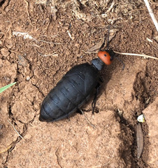 Trichomeloe sericellus