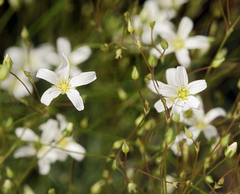 Eremogone ferrisiae