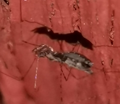 Empicoris culiciformis