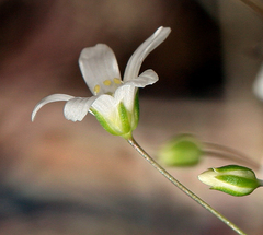 Eremogone ferrisiae