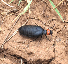 Trichomeloe sericellus