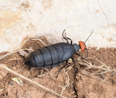 Trichomeloe sericellus
