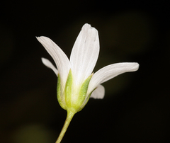 Eremogone ferrisiae