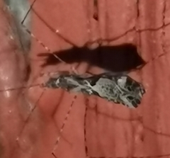 Empicoris culiciformis