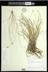 Carex echinata echinata