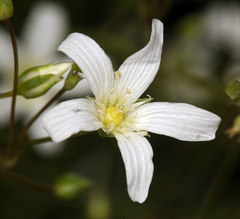 Eremogone ferrisiae