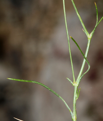 Eremogone ferrisiae