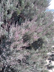 Limoniastrum monopetalum