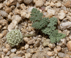 Oreonana clementis