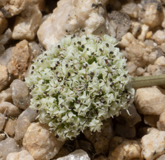 Oreonana clementis
