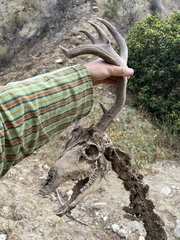 Odocoileus hemionus californicus