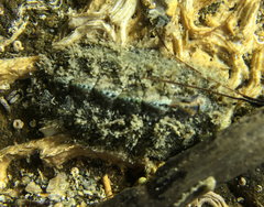 Acanthochitona crinita