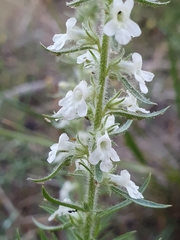 Anarrhinum pedatum