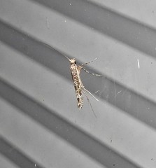 Conopomorpha cyanospila