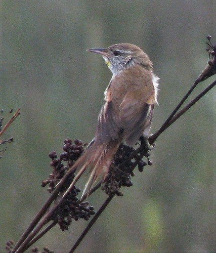 Sulphur-bearded Reedhaunter (Limnoctites sulphuriferus), photo 9