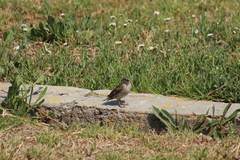 Passer domesticus