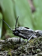 Alaus oculatus