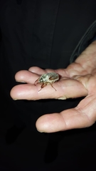 Melolontha pectoralis