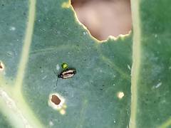 Phyllotreta striolata