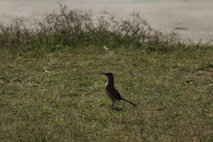 Toxostoma curvirostre