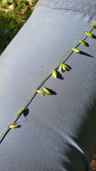 Melica picta