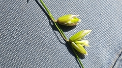 Melica picta